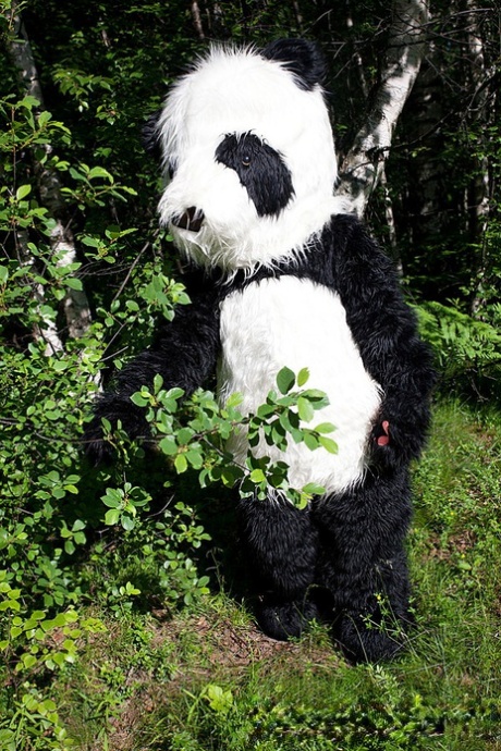 Teen girl Madelyn gets banged by a Panda in Little Red Riding Hood attire