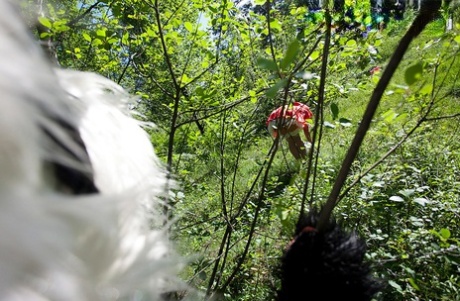 Teen girl Madelyn gets banged by a Panda in Little Red Riding Hood attire
